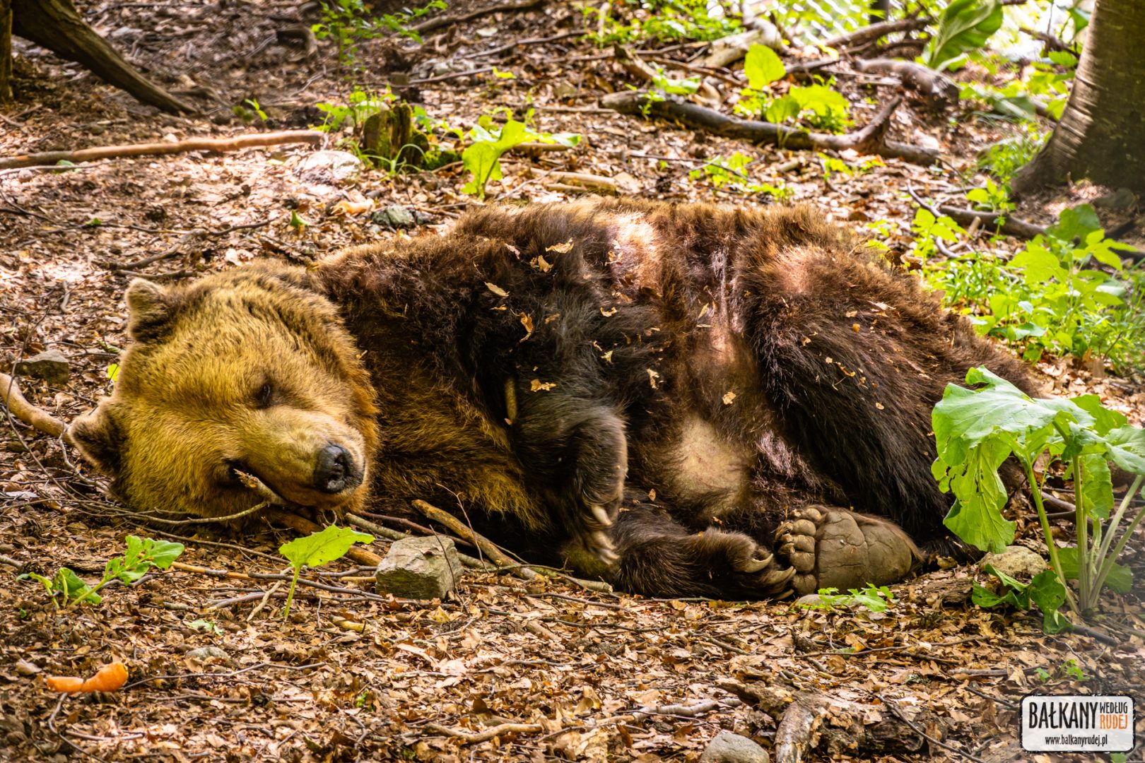 Sanktuarium Niedźwiedzi