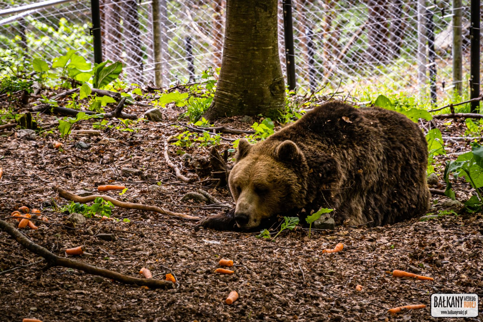 Sanktuarium Niedźwiedzi
